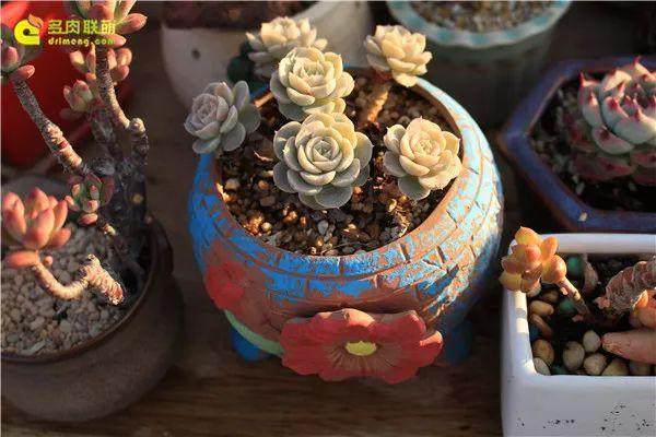 刚种的多肉植物站不稳怎么办?