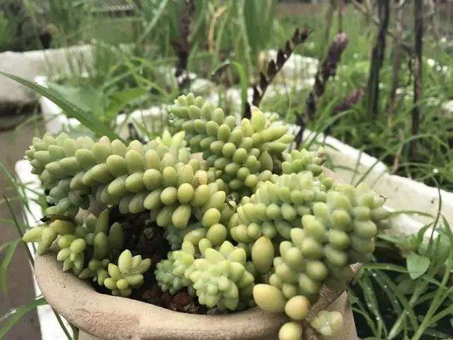 如何通过土壤通透性 来避免多肉烂根?