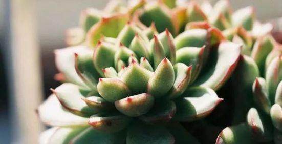 多肉叶插简单来说要注意以下5个方面