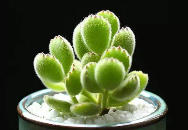 熊童子多肉为什么这么招女孩子喜欢?