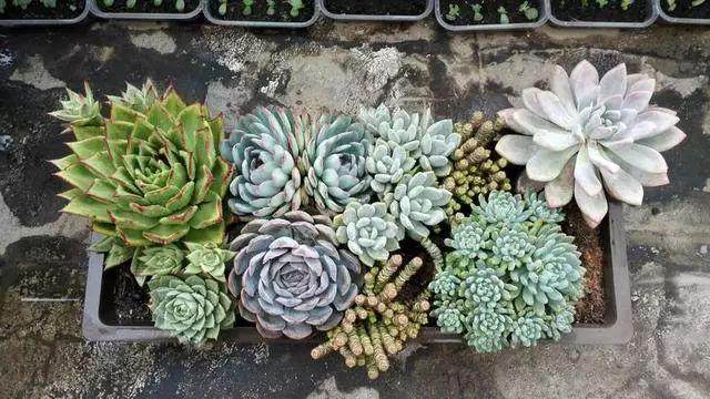 多肉土里撒把灰比肥料都管用!