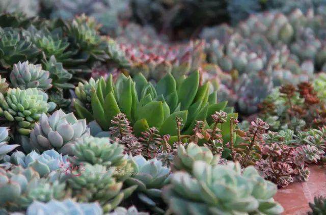 多肉也能种在地上?结果让人吃惊!