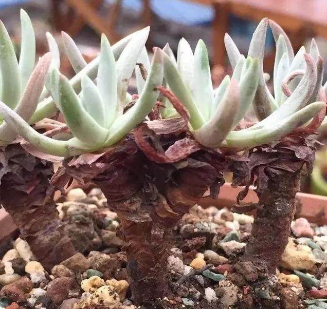 新多肉上盆面临最大的一个问题就是服盆?