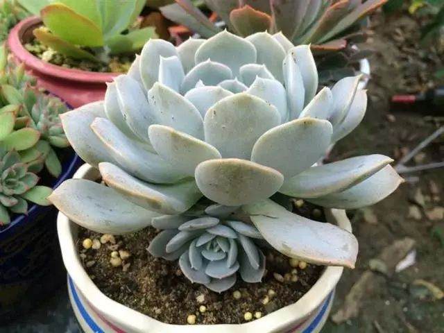 秋季是多肉的生长季节 需要很多水分和养分