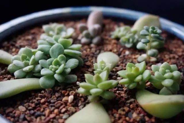 多叶已经化水或腐烂了怎么办?