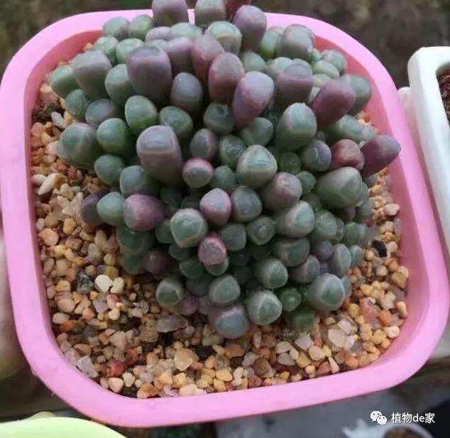 如何防多肉植物的化水?