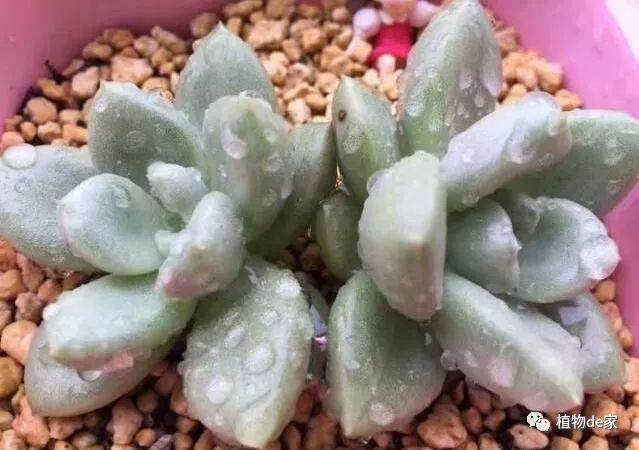 多肉叶插需要用什么土壤?