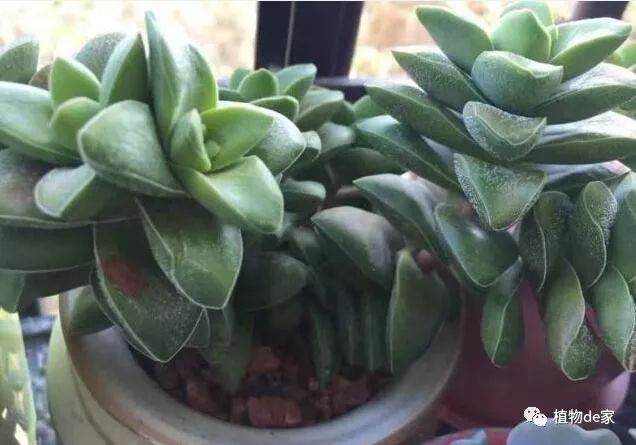 多肉叶子撸下来后可以直接叶插吗?