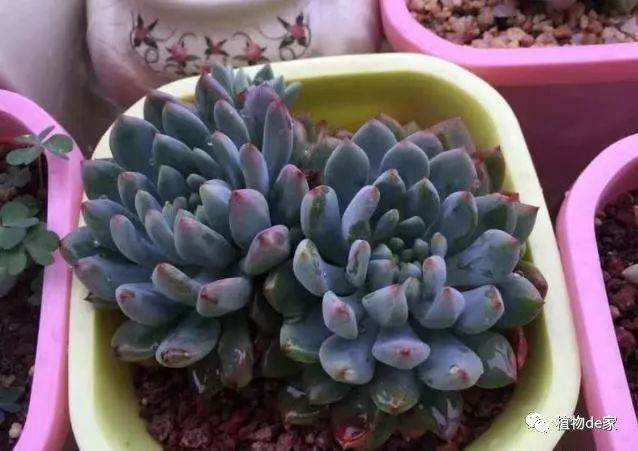 撸多肉叶子需要准备什么?要怎么撸叶子?