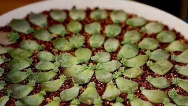 使用赠氧剂可避免多肉根系发生腐烂