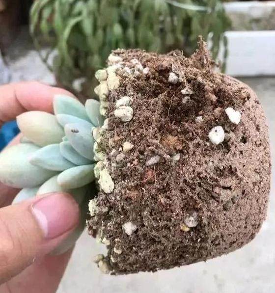 多肉各个状态和阶段下怎么发根养根?