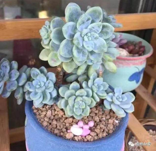 和邻居同时买的多肉 为啥我的一直不长?