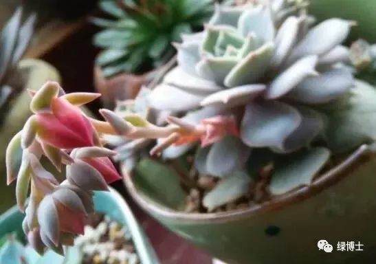 多肉植物开花后怎么办?