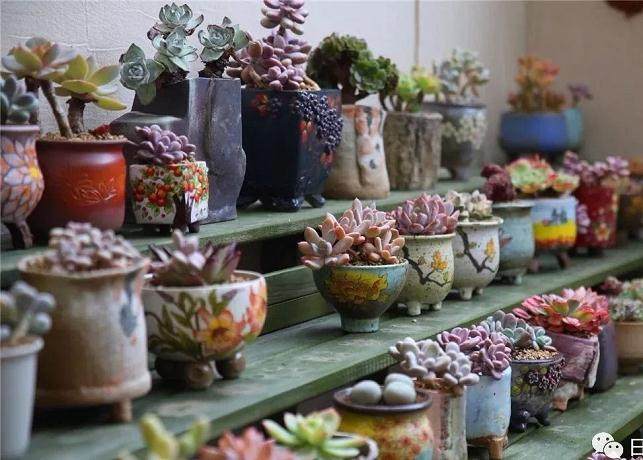 深秋 就要入冬了 告诉你多肉安全过冬的对策!