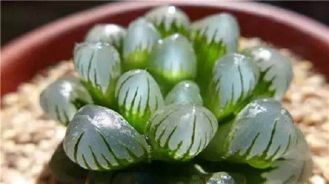 还在花钱买多肉玉露?拿走叶插大法