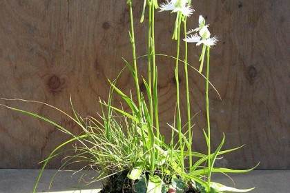 白鹭花通常用作盆景中最精致可爱的一种