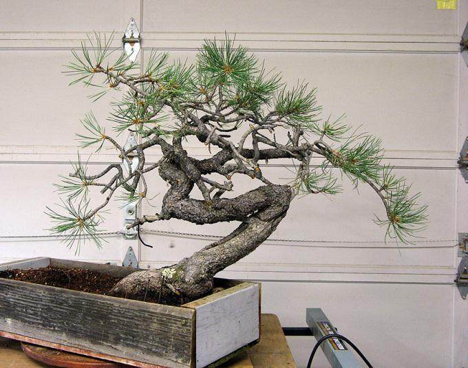 2007年 制作的一个黄松盆景造型