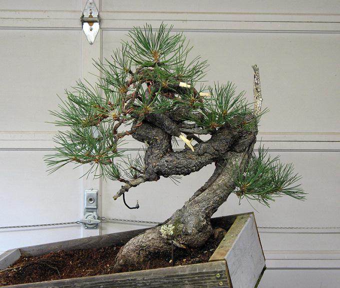 2007年 制作的一个黄松盆景造型