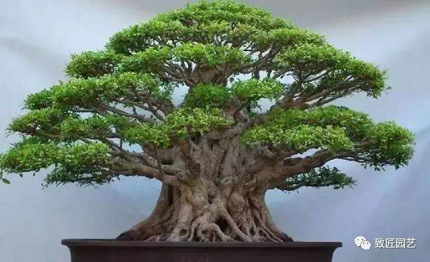 盆景造型的十二种形式