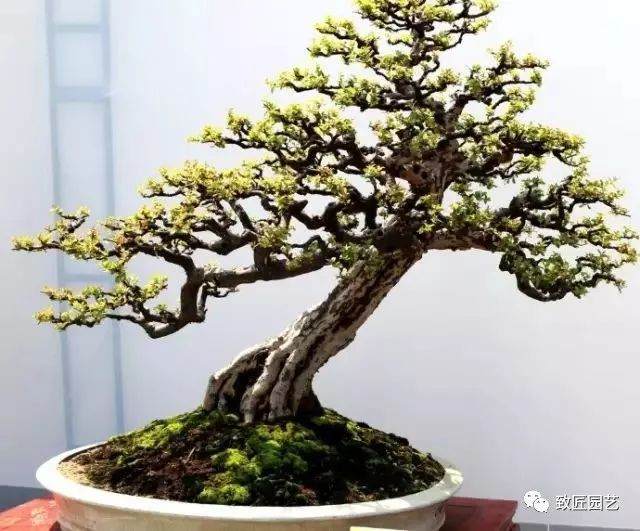 盆景造型的十二种形式