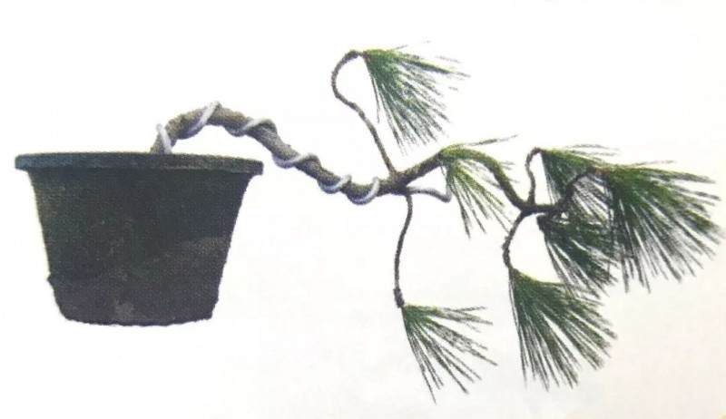 图解 黑松盆景如何蟠扎造型的6个过程