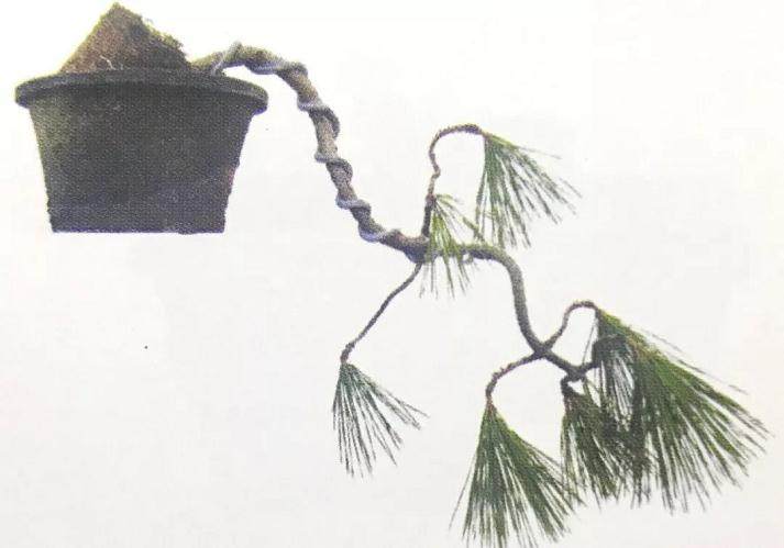 图解 黑松盆景如何蟠扎造型的6个过程