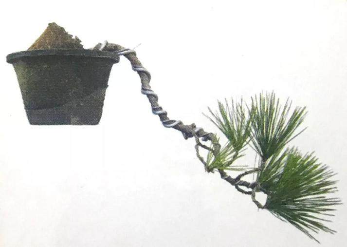 图解 黑松盆景如何蟠扎造型的6个过程