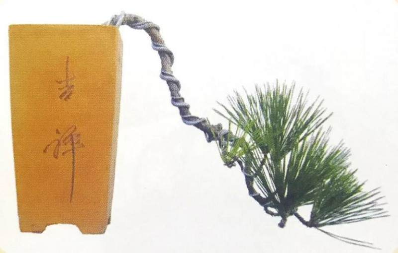 图解 黑松盆景如何蟠扎造型的6个过程