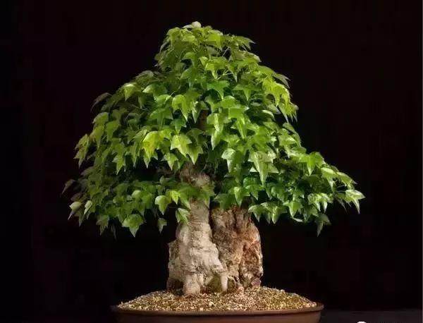 花果与针叶盆景 在冬季应该怎么修剪