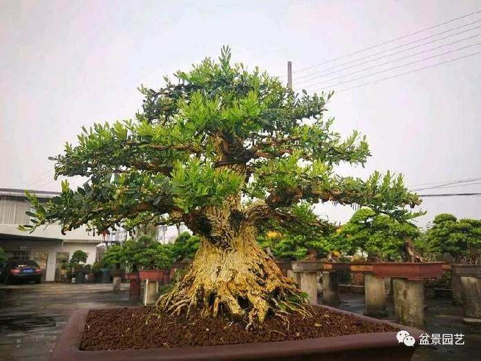 11月是黄杨盆景桩头翻盆的好时候