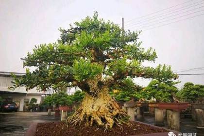 黄杨盆景桩头怎么洗根翻盆的方法 图片