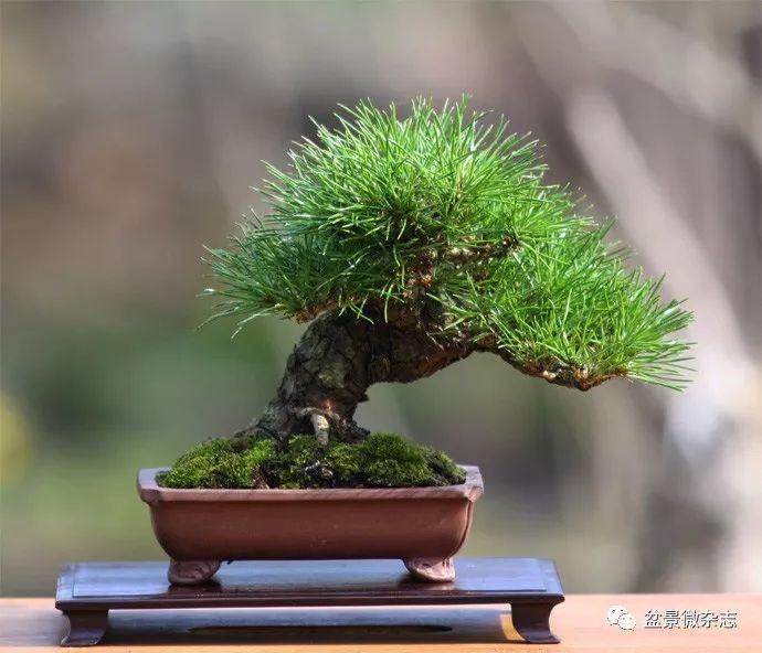 小清新盆景能否走入千家万户?