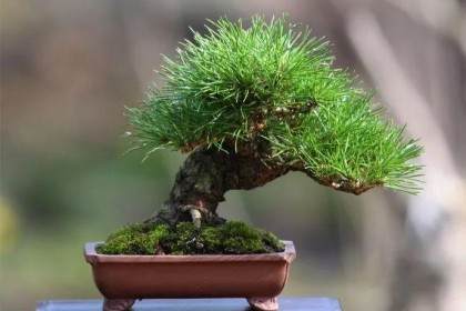 小清新盆景能否走入千家万户？