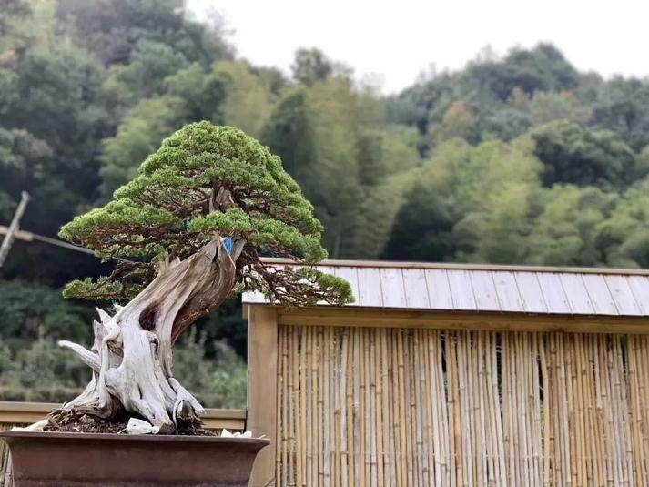 2018年 益光园三年专业盆景学员招学徒公告