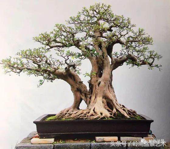 当我们看到盆景时会打开什么门 或者创造一个?