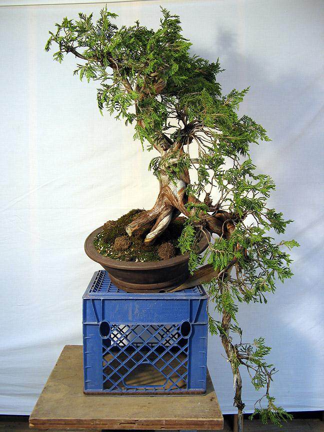 重新修剪2010年制作的落基山杜松盆景