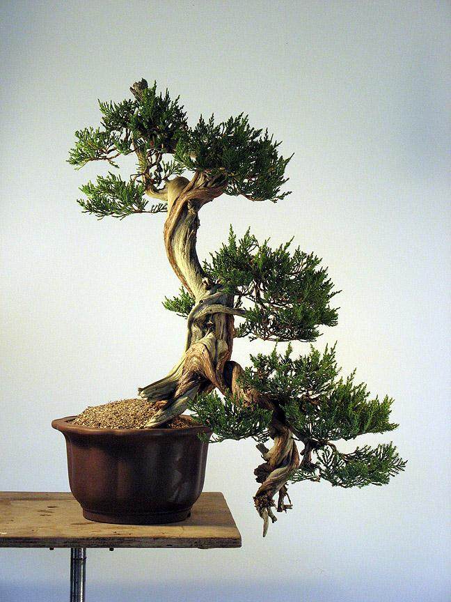 重新修剪2010年制作的落基山杜松盆景