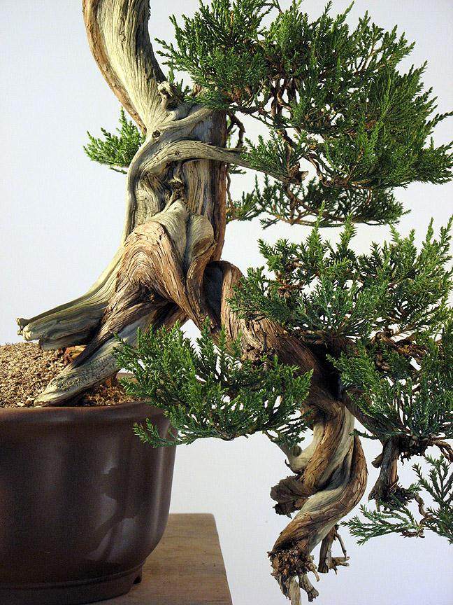 重新修剪2010年制作的落基山杜松盆景