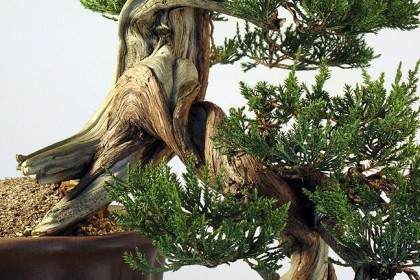 重新修剪2010年制作的落基山杜松盆景