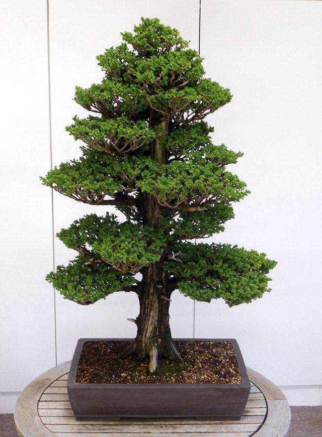 如何调整和维护大型柳杉盆景?