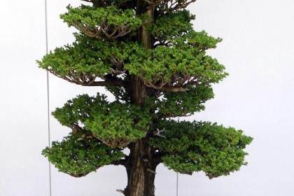 如何调整和维护大型柳杉盆景？