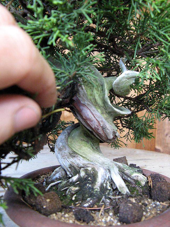 对一个丝鱼川小品盆景的修剪前后