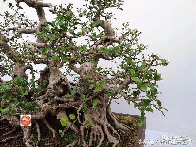 一名电视工作人员开始制作关于盆景学徒的纪录片