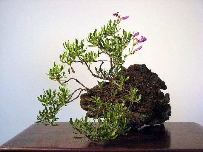 一年中的几个月 我对盆景的口音很感兴趣