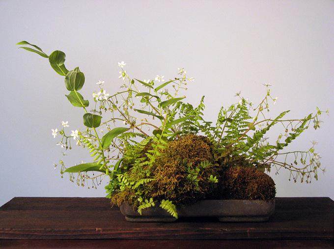 一年中的几个月 我对盆景的口音很感兴趣