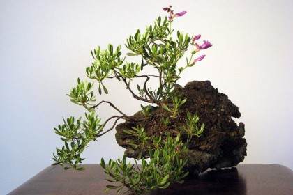 一年中的几个月 我对盆景的主景很感兴趣