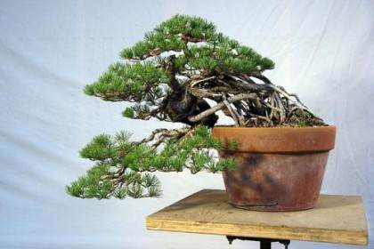 2010年春季 对白松盆景的初始造型