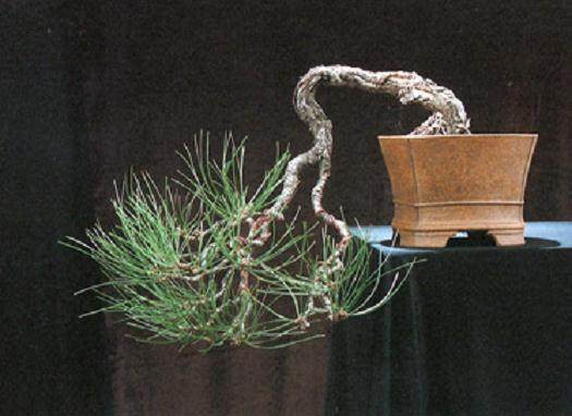 如何给黑松盆景嫁接黄松?