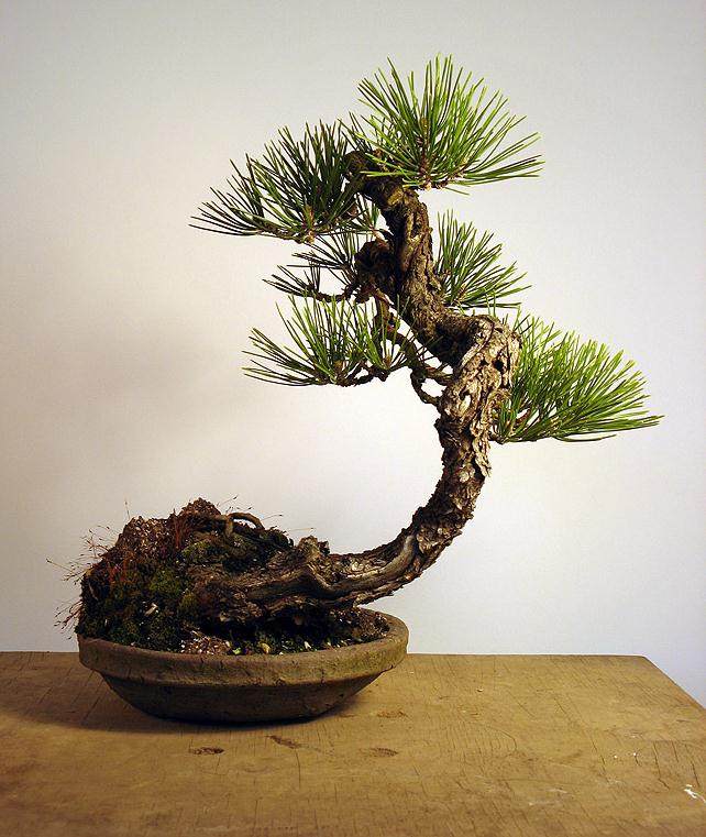 如何给黑松盆景嫁接黄松?