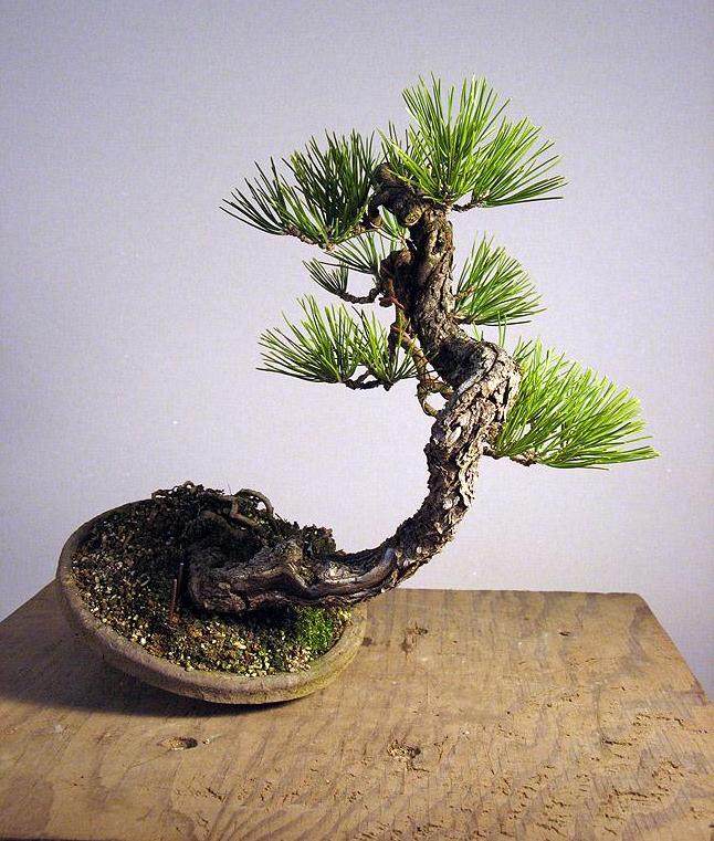 如何给黑松盆景嫁接黄松?